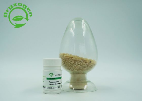 Oryza Sativa Recombinant HSA Freeze - Dried Powder 66.554KD Molecular Mass Human Albumin Protein
