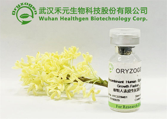 Plant Origin No Irritating Fragrance Free EGF Cosmetic Ingredients