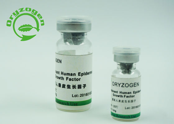 High Purity Human Epidermal Growth Factor Protein Promoting Epidermal Cell Growth