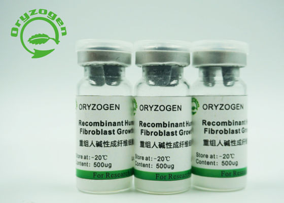 Stem Cell Culture bFGF Growth Factor Greater Than 95% Purity CAS 106096-93-9