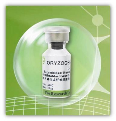 Recombinant Protein bFGF Factor Oryza Sativa Extracted -20℃ Storaged