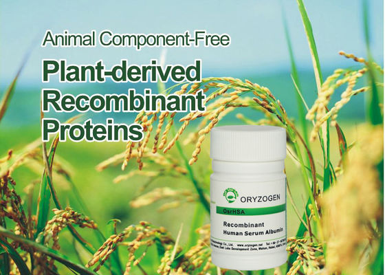 99% Purity Oryzogen Albumin Skin Care Human Recombinant Protein Speed Up Metabolism