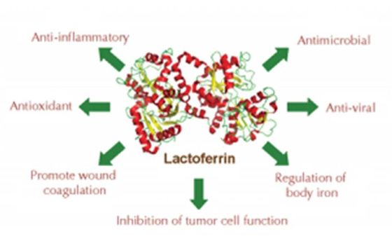 Antibacterial Greater Than 95% Purity Recombinant Lactoferrin Lyophiized With Inorganic Salt