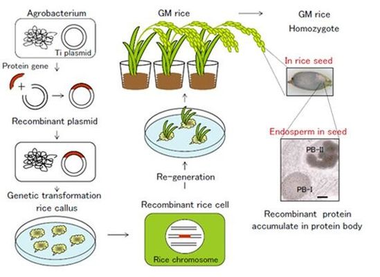 OryzHiExp Expression Platform For Recombinant Protein Service GMP compliance Facility