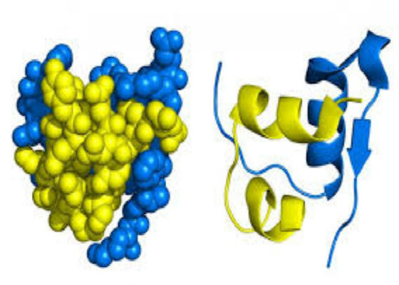Biopharma Recombinant Protein Service Base On Rice Cells Expression Platform