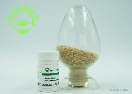 Rice Endosperm Specific Expressed Recombinant Human Albumin Protein HSA Without Any Contaminants Risk