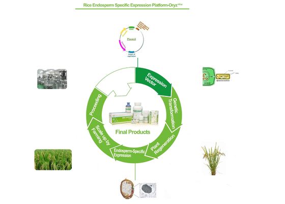 Biopharma Recombinant Protein Service Base On Rice Cells Expression Platform