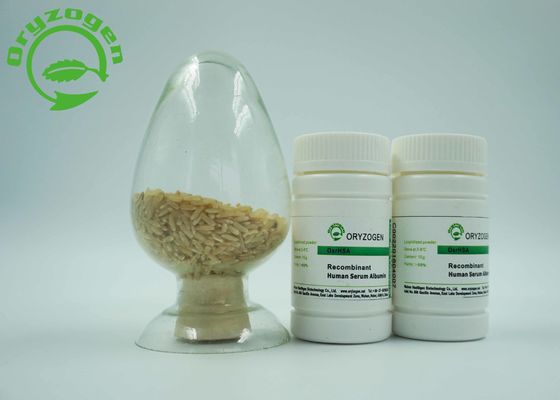 Rice Endosperm Specific Expressed Recombinant Human Albumin Protein HSA Without Any Contaminants Risk