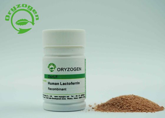 Plant Derived Lacto Ferrin Recombinant Human Lactoferrin rhLF With Endotoxin Less Than 20 EU / mg