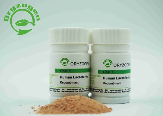 Recombinant Human Lactoferrin Freeze Dried Powder