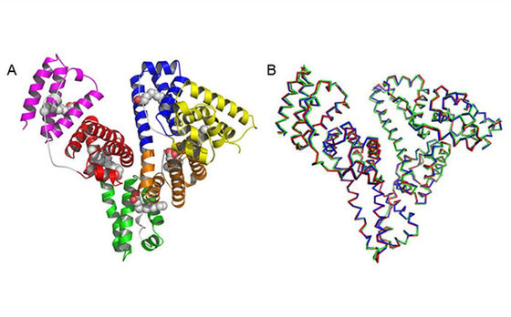 Human Serum Albumin Recombinant HSA Is Structurally And Biochemically Equivalent To pHSA