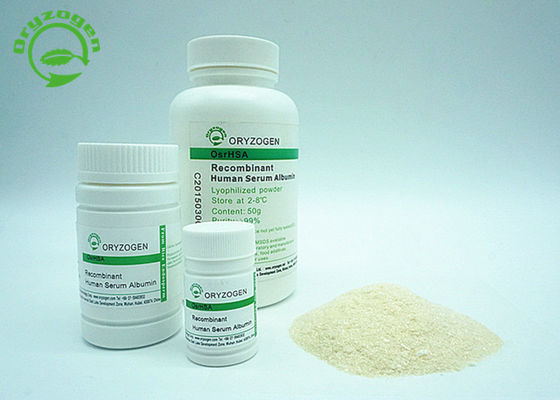 Recombinant HSA With White To Light Beige Lyophilized Powder HSA High Purity