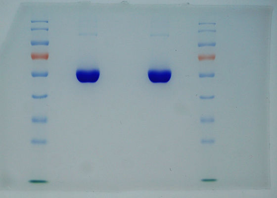 99% Purity Recombinant HSA Derived From Rice Same Sequence As Plasma HSA