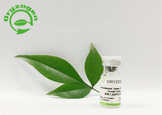 Yeast Derived Recombinant Epidermal Growth Factor For Smoothing Wrinkle