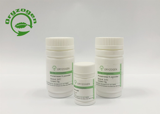 EC 3.4.21.14 Recombinant Protein Kinase K Lyophilized Powder